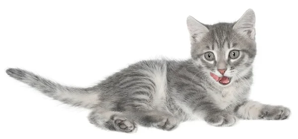 Britse kitten neer geïsoleerde. — Stockfoto