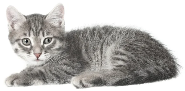 British kitten down — Stock Photo, Image