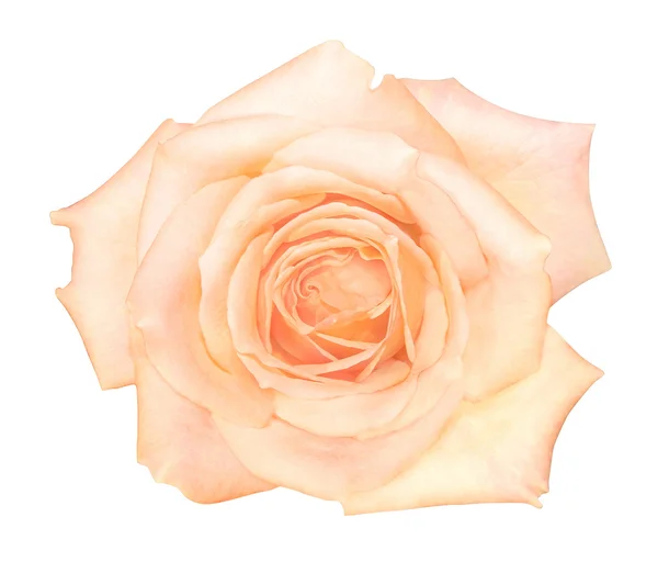 Üstten Görünüm gül yakından çiçek — Stok fotoğraf
