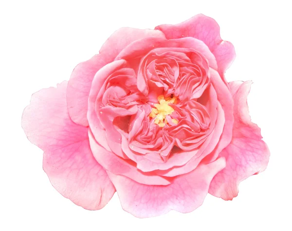 花的玫瑰顶视图 — 图库照片