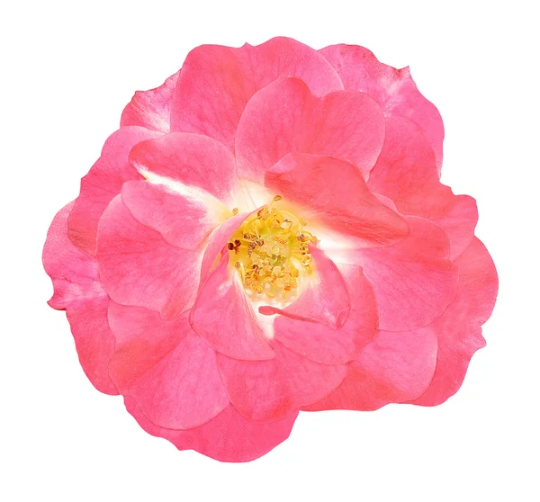 Flower of the rose top view — Stock Photo, Image