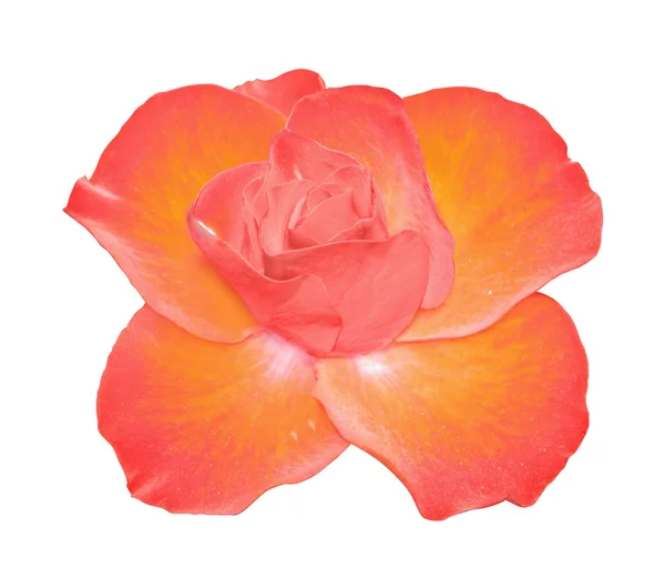 Flower of the rose top view — Stock Photo, Image