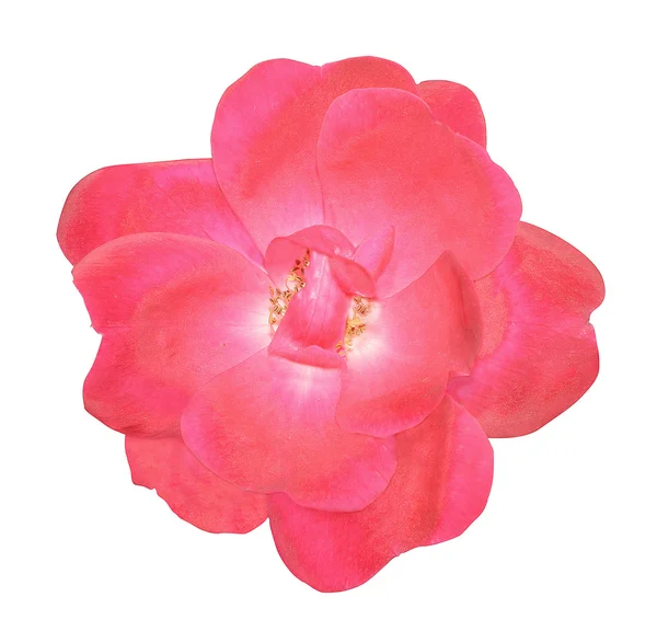 花的玫瑰顶视图 — 图库照片