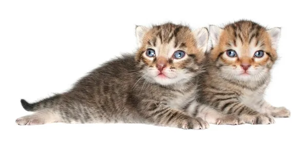 Kittens — Stockfoto