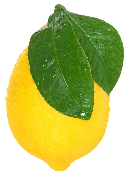 完全レモンの葉 — ストック写真