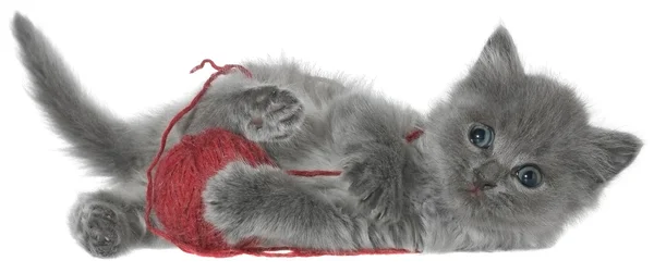 Small kitten playing with a ball of yarn — Stock Photo, Image