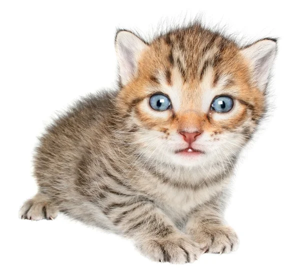 Kitten — Stock Photo, Image