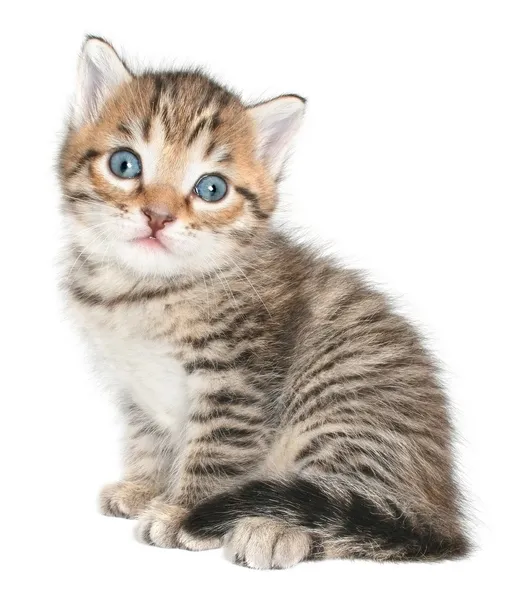 Kleine kitten vergadering geïsoleerd — Stockfoto