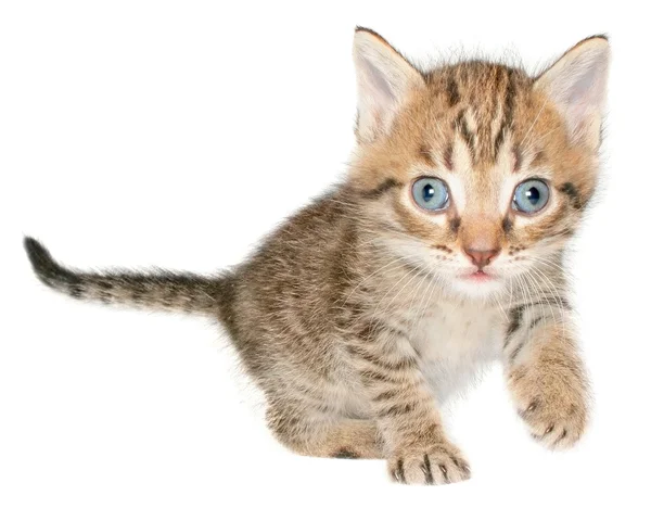 Kitten — Stock Photo, Image