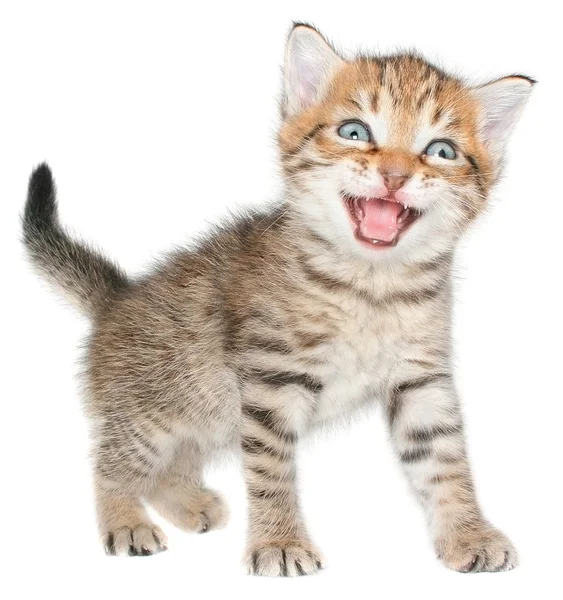 Mewing kitten isolated — Stock Photo, Image