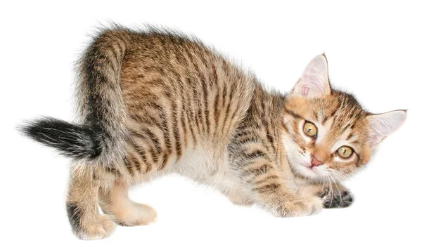 Kitten — Stock Photo, Image