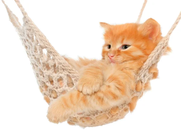 Leuk roodharige katje in hangmat — Stockfoto