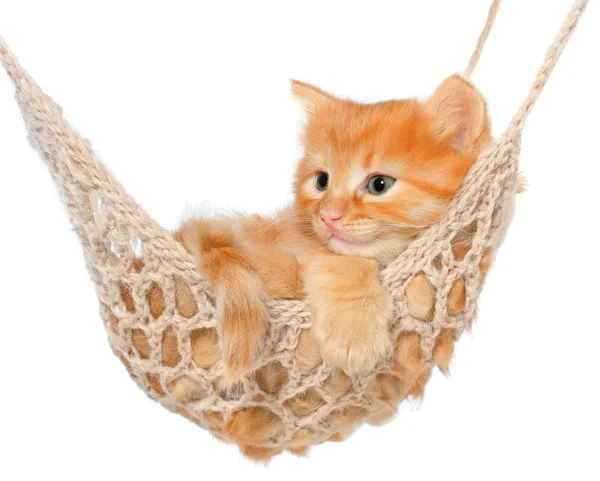 Cute red-haired kitten in hammock — Φωτογραφία Αρχείου