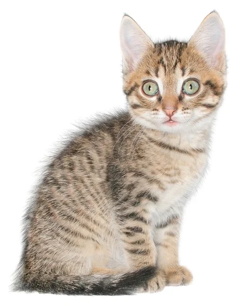 Kitten — Stock Photo, Image