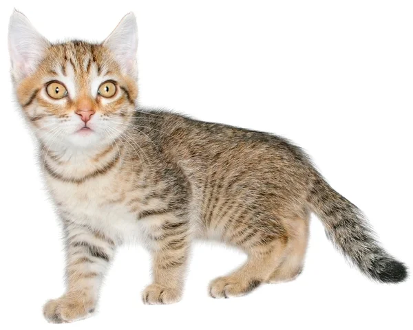 Kitten — Stock Photo, Image