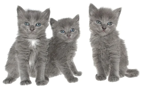 Trzy siedzi mały kotek na białym tle — Zdjęcie stockowe