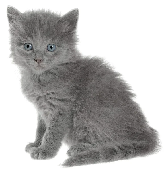 Kleine kitten vergadering geïsoleerd — Stockfoto