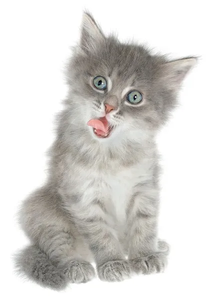 Small kitten sitting and licked isolated — Stock Photo, Image