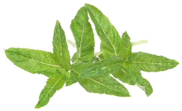 A sprig of mint. — Stock Photo, Image