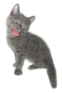 Yavru kedi