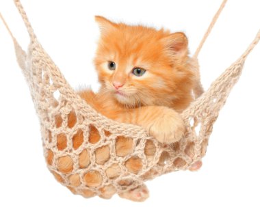 hamak de sevimli kırmızı saçlı kedi.