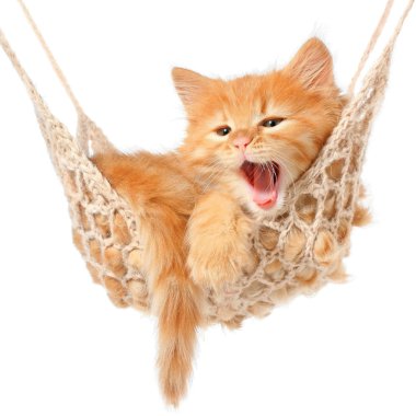 Cute red-haired kitten in hammock clipart