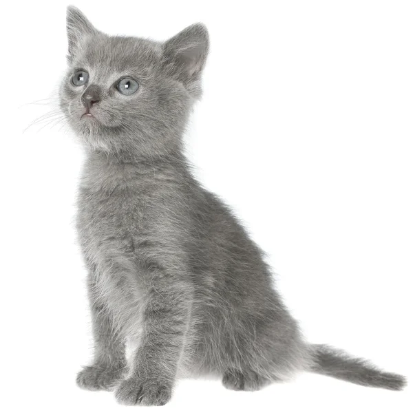 Маленький серый коротышка-котенок сидит — стоковое фото