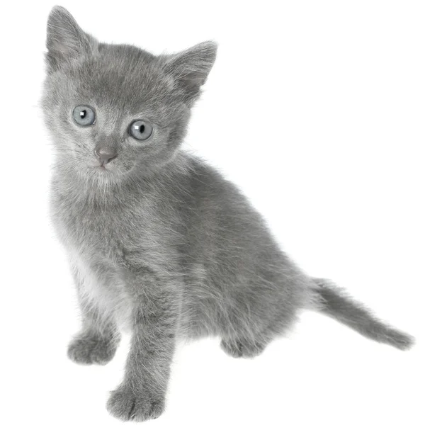 Pequeno gatinho cinza shorthair sentado — Fotografia de Stock