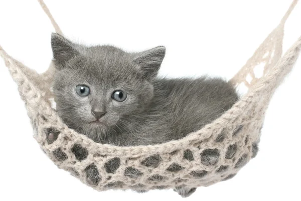 Niedliches graues Kätzchen liegt in Hängematte — Stockfoto