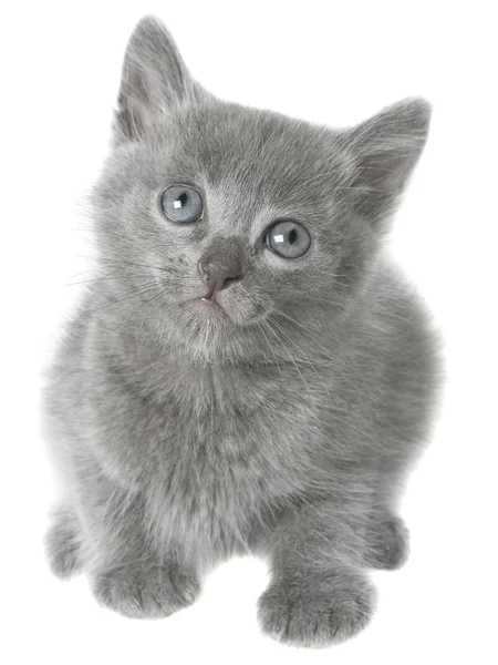 Kleine grijze korthaar kitten vergadering geïsoleerd — Stockfoto