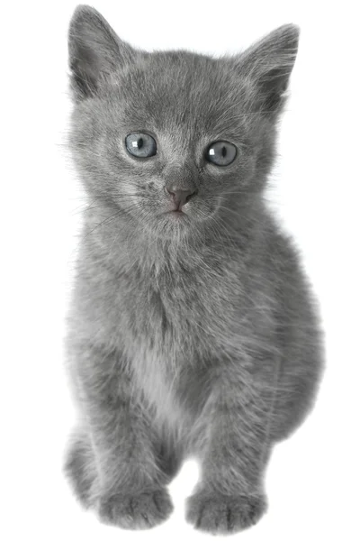 小灰色短毛猫小猫正坐. — 图库照片