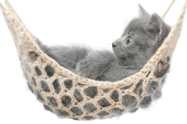 Cute gray kitten lying in hammock — Stock Photo, Image