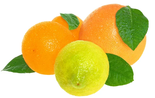 Orange, Zitrone, Grapefruit und Mandarine. — Stockfoto