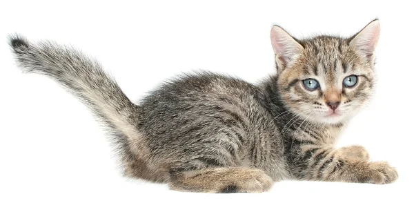 Kitten — Stock Photo, Image