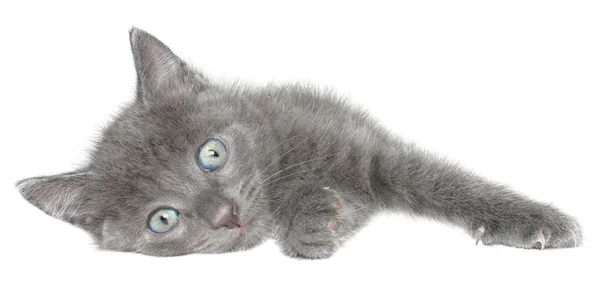 ลูกแมว — ภาพถ่ายสต็อก
