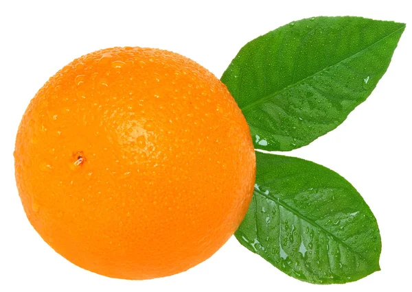 Orange — Stockfoto