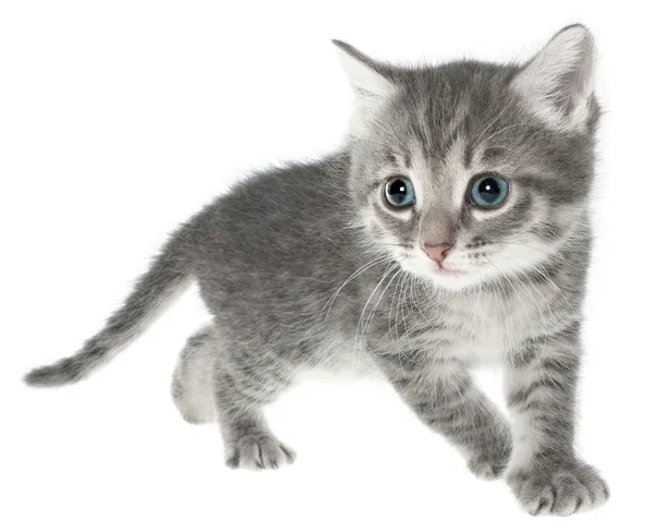 Britse kitten — Stockfoto