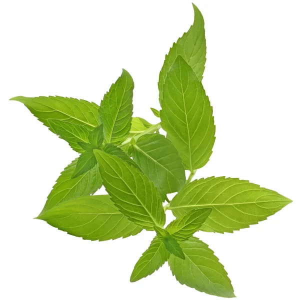 Sprig of mint close up isolated — Stock Photo, Image