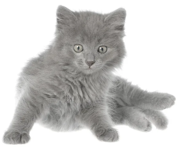 Kleine grijze langharige kitten vergadering geïsoleerd — Stockfoto