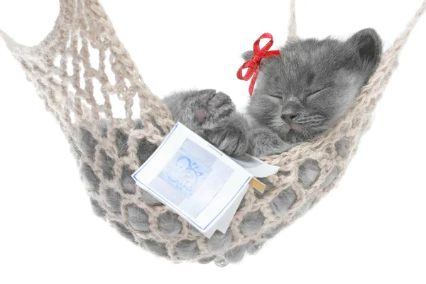 Cute gray kitten sleep in hammock with open book — Stock Photo, Image