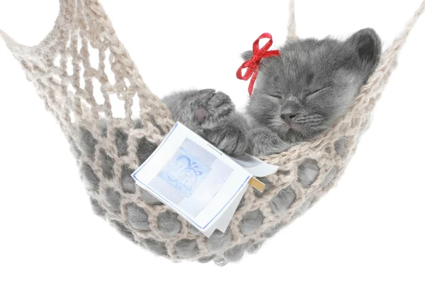 hamak açık kitap ile şirin Gri kedi uyurken