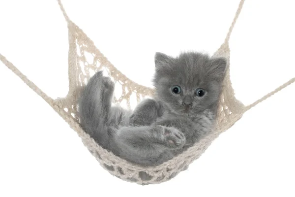 Cute gray kitten lying in hammock — Stock Photo, Image