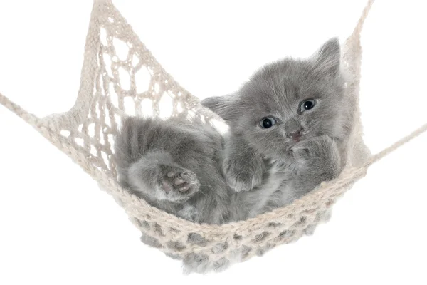 Cute gray kitten thumb-sucking in a hammock — Stock Photo, Image