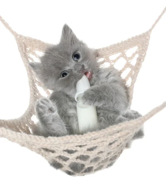 Cute gray kitten thumb-sucking in a hammock — Stock Photo, Image