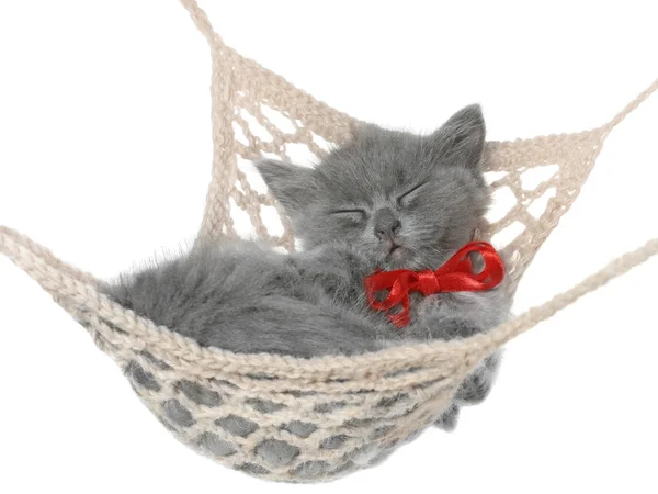 Gatinho de cabelos vermelhos bonito dormindo na rede — Fotografia de Stock