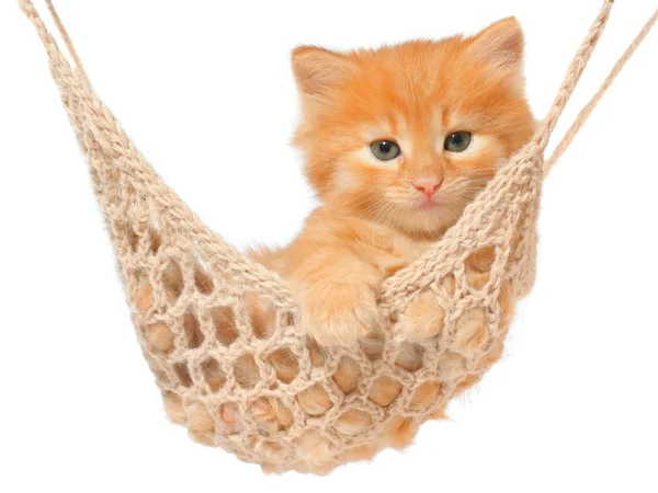 Cute red-haired kitten in hammock. — Stock Photo, Image