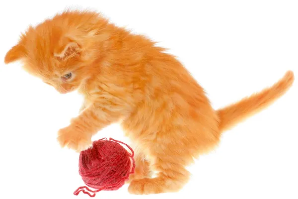 Juguetón pelirrojo gatito con una pelota — Foto de Stock