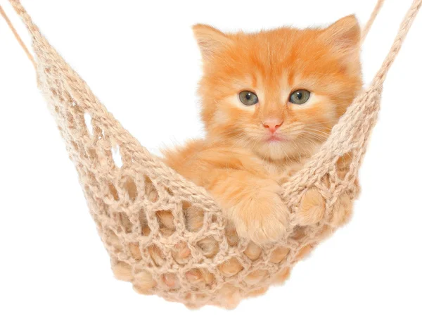 Cute red haired kitten in hammock isolated — Stock Photo, Image