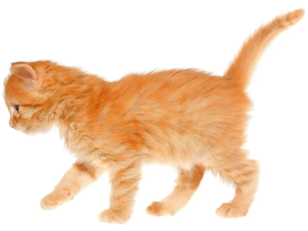 Gattino arancione va su una vista laterale — Foto Stock
