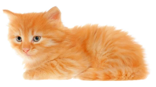 Orange kitten lays — Stock fotografie